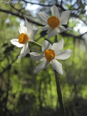 Narcissus tazetta