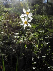 Narcissus tazetta