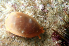 Notocypraea comptonii