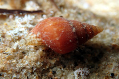Mitrella pulla