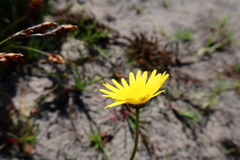 Ursinia tenuifolia