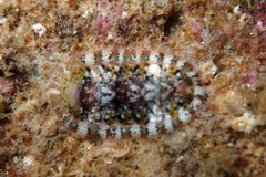 Rhyssoplax tricostalis