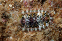 Rhyssoplax tricostalis