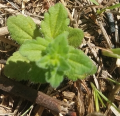 Veronica arvensis
