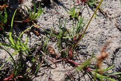 Ursinia tenuifolia