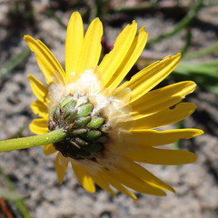 Ursinia tenuifolia