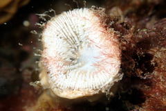 Homophyllia australis