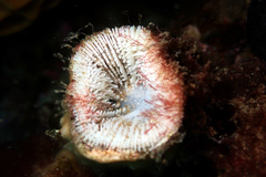 Homophyllia australis