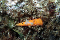 Seila crocea