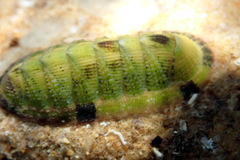 Rhyssoplax tricostalis