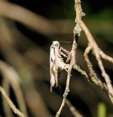 Cosmaresta anarrecta