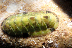 Rhyssoplax tricostalis