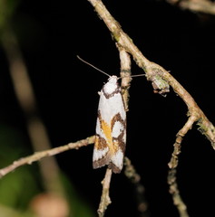 Cosmaresta anarrecta