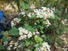Spyridium parvifolium