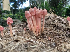 Bolbitius coprophilus