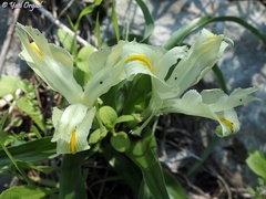 Iris palaestina