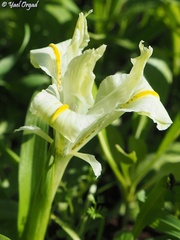 Iris palaestina