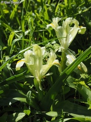 Iris palaestina