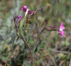 Silene conica