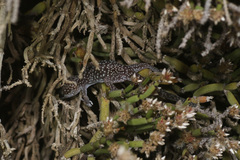Pachydactylus maraisi