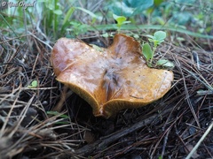 Suillus mediterraneensis