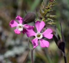 Silene conica