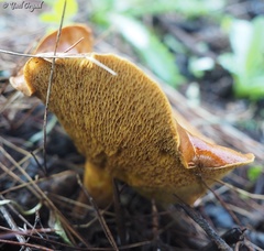 Suillus mediterraneensis