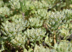 Alyssum umbellatum