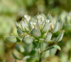 Alyssum umbellatum