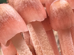 Bolbitius coprophilus