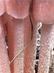 Bolbitius coprophilus