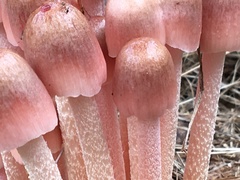 Bolbitius coprophilus