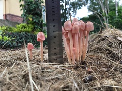 Bolbitius coprophilus