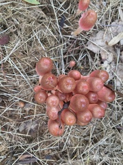 Bolbitius coprophilus