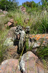 Xerophyta retinervis