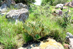 Cotyledon barbeyi