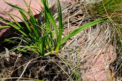 Xerophyta retinervis