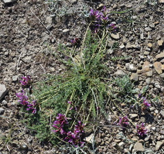Astragalus suprapilosus