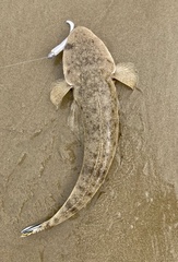 Platycephalus westraliae