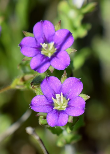 Representative image of Legousia hybrida