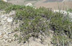 Atraphaxis replicata