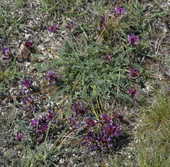 Astragalus suprapilosus