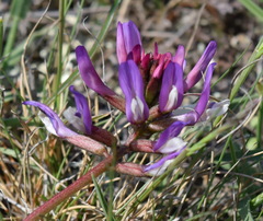 Astragalus suprapilosus