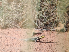 Ctenophorus isolepis