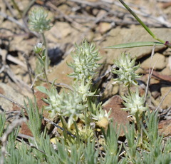 Ceratocephala falcata