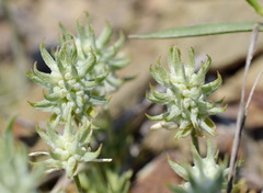 Ceratocephala falcata