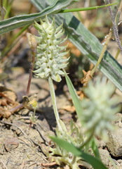 Ceratocephala falcata