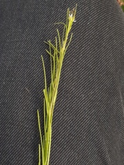 Arabis planisiliqua