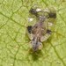 Azalea Lace Bug - Photo (c) Reiner Richter, some rights reserved (CC BY-NC-SA), uploaded by Reiner Richter