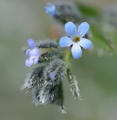 Rochelia retorta